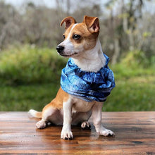 puppy dog sitting wearing fish blue scales neck gaiter bandana